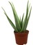 Aloe Vera Bitkisi 25-30 cm 1