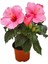 Japon Gülü Hibiscus Pembe Renk Çiçekli Kalın Yapraklı Ithal 1