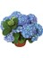 Mavi Renk Ortanca Çiçeği 40 cm Ev Bitkisi Ofis Bitkisi Bahçe Bitkisi Hydrangea 4