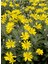 Sarı Çalı Papatyası Euryops Pectinatus 1