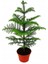 Salon Çamı Arokarya Araucaria 60-80 cm (Ev Bitkisi Ofis Bitkisi Salon Bitkisi) 1