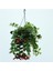Askıda Ruj Çiçeği, Askıda Aeschynanthus Sarmaşığı, Balkon Çiçeği 1
