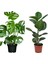 Deve Tabanı 60-65 cm Kauçuk 60-70 cm 2'li Set Salon Ofis Bitkileri 2