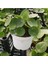 Bitkim Sende Pilea Para Çiçeği 15 cm 1