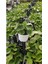 Bitkim Sende Pilea Para Çiçeği 15 cm 2