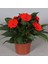 Kırmızı Cam Güzeli Fidanı 20CM-40CM 1