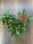 Euphorbia Milii - 3'lü Dikenler Tacı Set 2