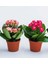 Kalanchoe Çiçeği Kalanşo 2li Set Mini Saksılı 1