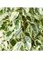 Benjamin Ficus Starlightt 2