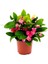 Dikenler Tacı Euphorbia Millii Saksı Çapı 12 cm Dikenler Tacı 1