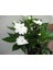 Beyaz Cam Güzeli Fidanı Yeniğine 10CM 30CM 2