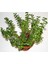 Para Çiçeği Fidanı Saksılı 20 cm 40 cm 1