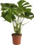 Deve Tabanı Bitkisi 90 110 cm Monstera Deliciosa Ofis Bitkisi Salon Bitkisi 1