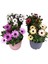Bodrum Papatyası - Osteospermum - Saksı'da Canlı Çiçek - 4'lü Miks 1