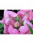 10 Adet Açık Pembe Aslanağzı Çiçeği Fidanı Fidesi 5 cm 15 cm 2