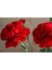 Kırmızı Karanfil Çiçeği Fidanı Saksılı Kokulu 15-30CM 3