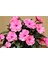 Pembe Cam Güzeli Fidanı Yeniğine Saksılı 10CM 30CM 2