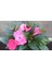Pembe Cam Güzeli Fidanı Yeniğine Saksılı 10CM 30CM 3