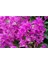 Pembe Begonvil Çiçeği Fidanı 40-80cm Saksılı 3