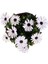 Bodrum Papatyası - Osteospermum - Saksı'da Canlı Çiçek - 4'lü Miks 2