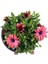 Bodrum Papatyası - Osteospermum - Saksı'da Canlı Çiçek - 4'lü Miks 3