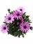 Bodrum Papatyası - Osteospermum - Saksı'da Canlı Çiçek - 4'lü Miks 4