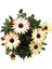 Bodrum Papatyası - Osteospermum - Saksı'da Canlı Çiçek - 4'lü Miks 5