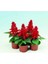 Ateş Çiçeği (Salvia Splendens) Tüplü Canlı (Tohum Değildir Tüplüdür.) 1