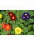 Çuha (Marul) Çiçeği 8.5 Saksıda Karışık Renk 1 Adet Çiçekli Bodur Bitki Primula 3