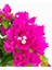 Mor Bodur Begonvil Deep Purple (Bougainvillea Glabra) 1