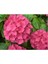 Pembe Ortanca Çiçeği Fidanı 1 Adet Saksıda 20-40Cm 3