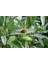 Serada Decor Plant Adaçayı Fidanı Fidesi Tüplü 15-25 cm (1 Adet) 1