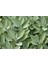 Serada Decor Plant Adaçayı Fidanı Fidesi Tüplü 15-25 cm (1 Adet) 3