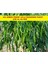 Kıl Biber Fidesi Ekonomik 10 Adet Kıl Biber Çitili Fidesi 1