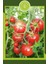 Cherry Domates Fidesi (12 'li Ambalaj) Özel Köpük Kutuda 3