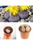 Taş Kaktüs Özel Tür Lithops 5.5 Saksıda 1