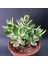 Serada Decor Plant Crassula Ovata Variegata(Para Ağacı) Jade Plant 1