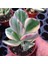 Serada Decor Plant Crassula Ovata Variegata(Para Ağacı) Jade Plant 2