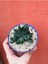 Gasteria Pillansii Sukulent 1