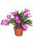 Yılbaşı Çiçeği Schlumbergera Truncata 1