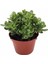 Crassula Ovata, Para Çiçeği, Şans Agaçı Jumbo Bpy 1