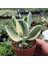 Serada Decor Plant Crassula Ovata Variegata(Para Ağacı) Jade Plant 3