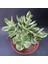 Serada Decor Plant Crassula Ovata Variegata(Para Ağacı) Jade Plant 4