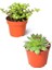 2'li Set Crassula Portulacaria Afra Succulent Sempervivum Sukulent Dolgun Formlu 1