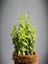 2'li Set Crassula Portulacaria Afra Succulent Sempervivum Sukulent Dolgun Formlu 3