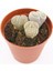 Lithops Taş Kaktüs 1