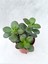 Crassula Ovata Sukulent Para Ağacı Şans Bitkisi 5.5 cm Saksıda 1