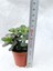 Crassula Ovata Sukulent Para Ağacı Şans Bitkisi 5.5 cm Saksıda 2