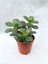 Crassula Ovata Sukulent Para Ağacı Şans Bitkisi 5.5 cm Saksıda 3