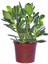 Para Ağacı Çiçeği Yeşim Bitkisi Crassula Ovata Fidanı Dolgun 20-25CM 1